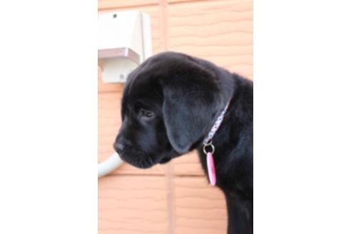 成約済の茨城県のラブラドールレトリーバー-66250の8枚目