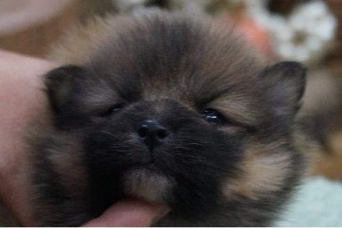 成約済の京都府のポメラニアン-67210の1枚目