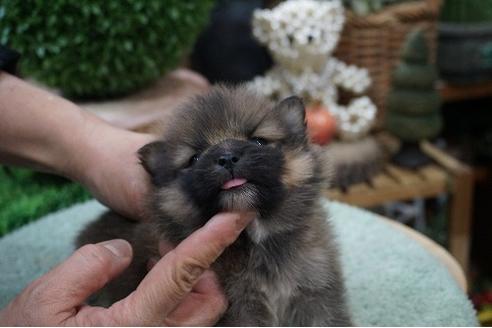 成約済の京都府のポメラニアン-67210の3枚目