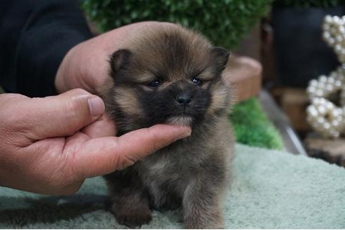 成約済の京都府のポメラニアン-67210の2枚目