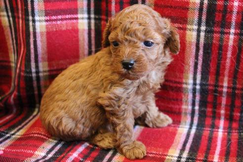成約済の愛知県のトイプードル-65663