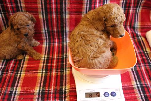 成約済の愛知県のトイプードル-65663の6枚目