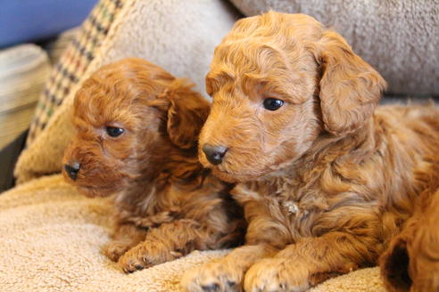 成約済の愛知県のトイプードル-65663の5枚目