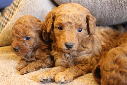 成約済の愛知県のトイプードル-65663の4枚目