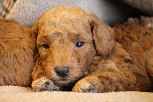 成約済の愛知県のトイプードル-65663の3枚目