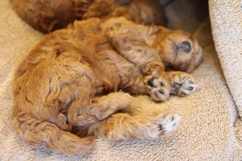 成約済の愛知県のトイプードル-65663の2枚目