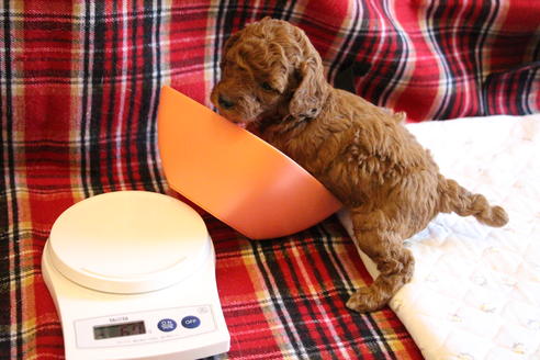 成約済の愛知県のトイプードル-65662の6枚目