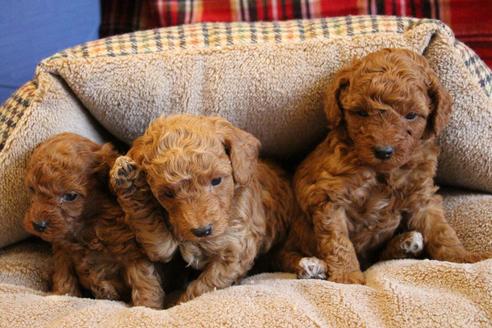 成約済の愛知県のトイプードル-65662の2枚目