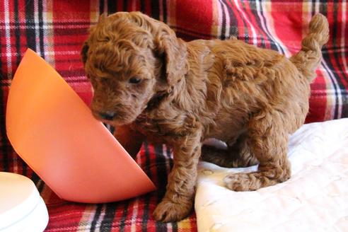 成約済の愛知県のトイプードル-65662