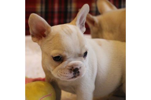 成約済の愛知県のフレンチブルドッグ-64550の1枚目