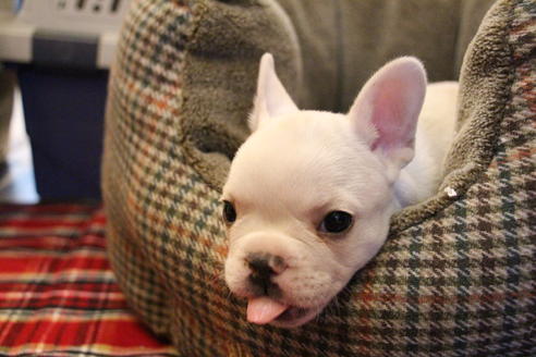 成約済の愛知県のフレンチブルドッグ-64549の4枚目