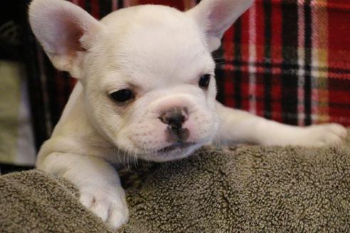 成約済の愛知県のフレンチブルドッグ-64549の3枚目