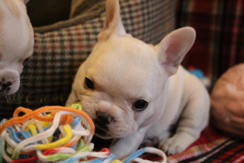 成約済の愛知県のフレンチブルドッグ-64549の2枚目