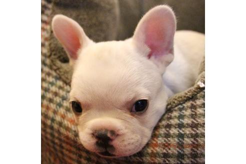 成約済の愛知県のフレンチブルドッグ-64549の1枚目