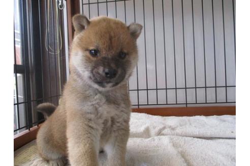 成約済の岡山県の柴犬-67253の1枚目