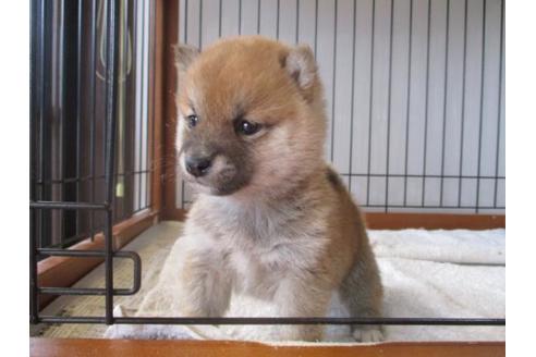 成約済の岡山県の柴犬-67254の2枚目