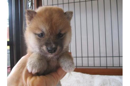 成約済の岡山県の柴犬-67254の1枚目