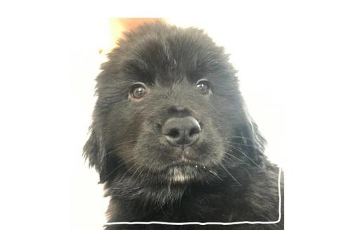 成約済の北海道のミックス犬-67258