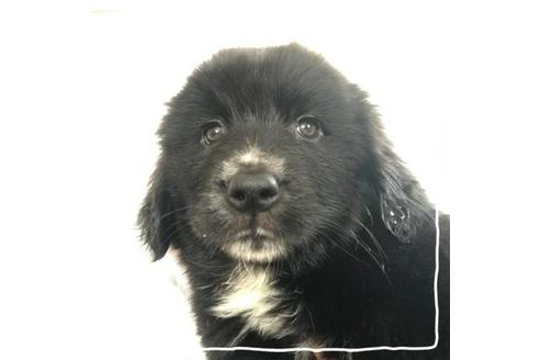 成約済の北海道のミックス犬-67259