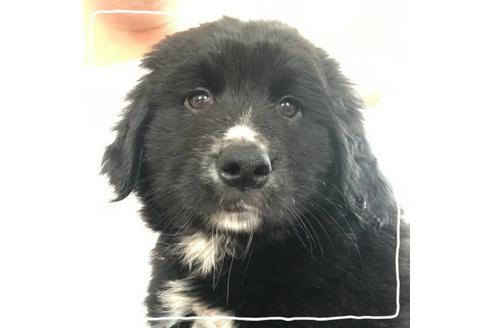 成約済の北海道のミックス犬-67260