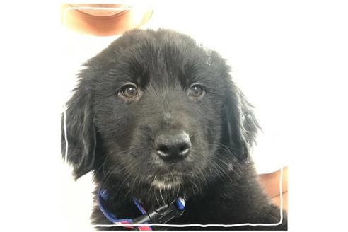 成約済の北海道のミックス犬-67261