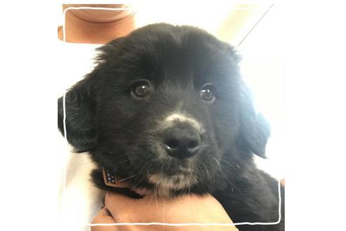 成約済の北海道のミックス犬-67262の1枚目