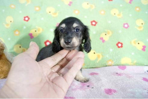 成約済の兵庫県のミニチュアダックスフンド(ロングヘアード)-67290の1枚目