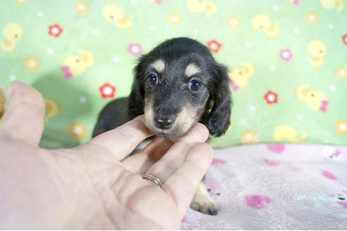成約済の兵庫県のミニチュアダックスフンド(ロングヘアード)-67290の2枚目
