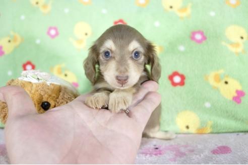 成約済の兵庫県のミニチュアダックスフンド(ロングヘアード)-67294の3枚目