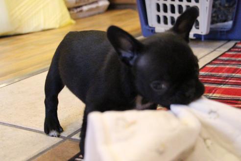 成約済の愛知県のフレンチブルドッグ-64548の2枚目