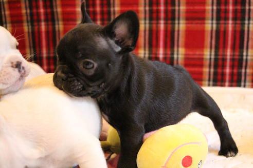 成約済の愛知県のフレンチブルドッグ-64548の1枚目