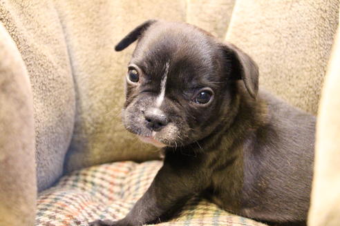 成約済の愛知県のフレンチブルドッグ-64547の5枚目