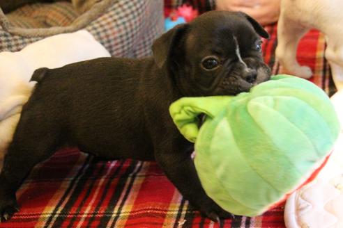 成約済の愛知県のフレンチブルドッグ-64547の4枚目