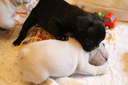 成約済の愛知県のフレンチブルドッグ-64547の3枚目