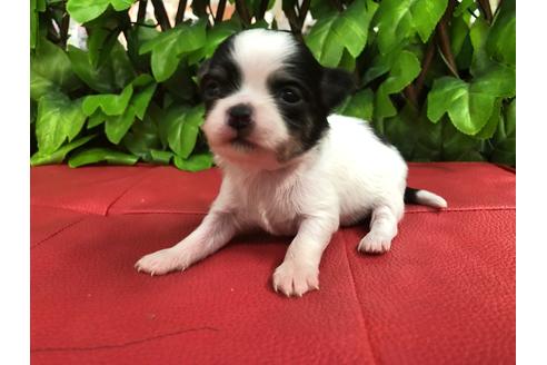 成約済の京都府のチワワ(ロングコート)-67311の8枚目