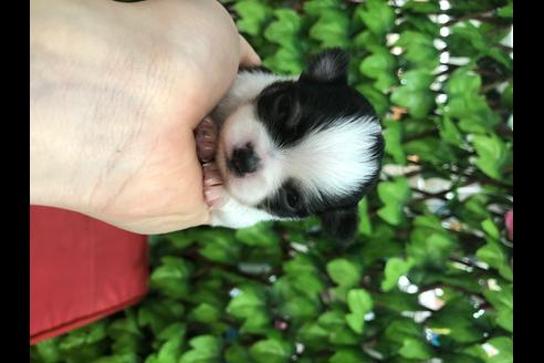 成約済の京都府のチワワ(ロングコート)-67311の7枚目