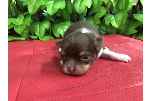 成約済の京都府のチワワ(ロングコート)-67313の7枚目