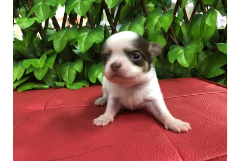 成約済の京都府のチワワ(ロングコート)-67314の1枚目