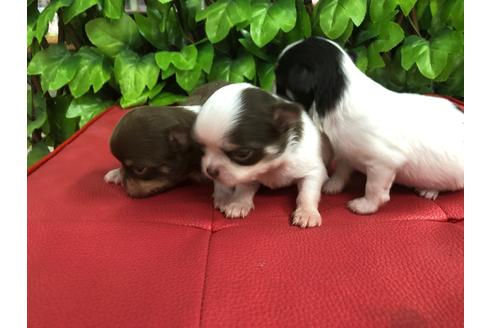 成約済の京都府のチワワ(ロングコート)-67314の2枚目