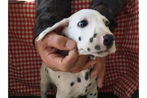 成約済の愛知県のダルメシアン-64259