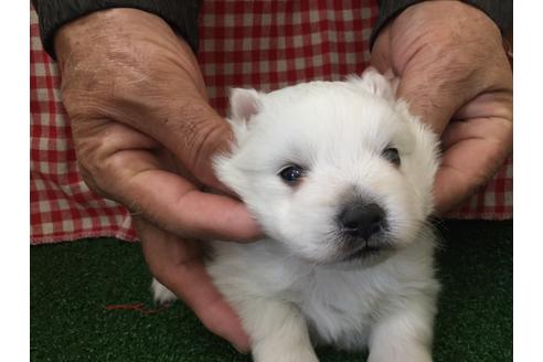 成約済の愛知県の日本スピッツ-67328の1枚目