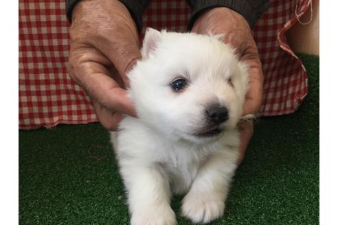 成約済の愛知県の日本スピッツ-67332の1枚目