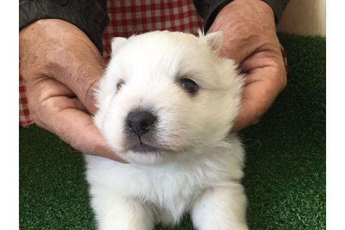 成約済の愛知県の日本スピッツ-67332の3枚目