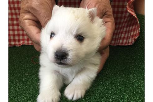 成約済の愛知県の日本スピッツ-67332の2枚目