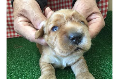 成約済の愛知県のイングリッシュコッカースパニエル-67340の3枚目