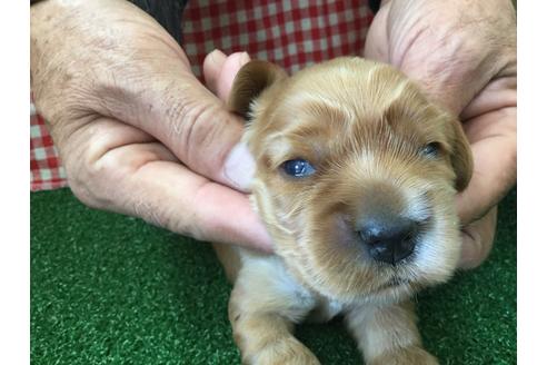 成約済の愛知県のイングリッシュコッカースパニエル-67340の2枚目