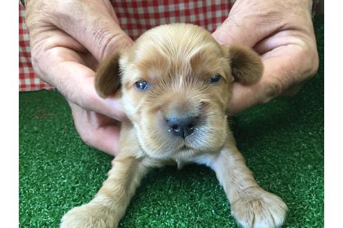 成約済の愛知県のイングリッシュコッカースパニエル-67341の2枚目