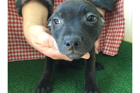 成約済の愛知県のスタッフォードシャーブルテリア-67342の1枚目