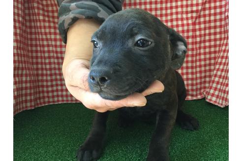 成約済の愛知県のスタッフォードシャーブルテリア-67342の2枚目