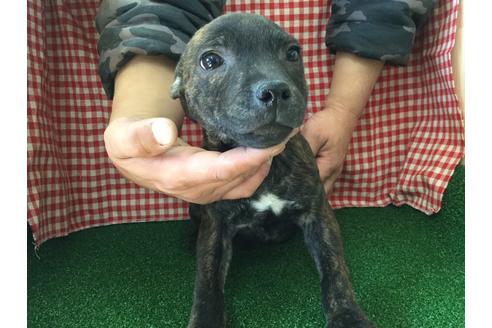 成約済の愛知県のスタッフォードシャーブルテリア-67343の2枚目